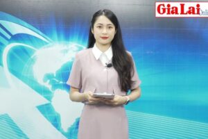 Care Gia Lai Studio 24