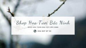 Shop Bắc Ninh Select 24